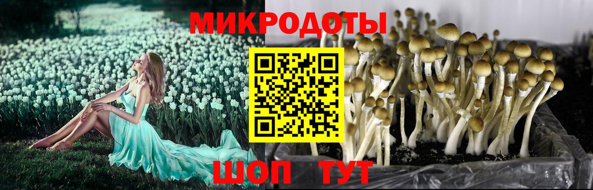 Артём  дарнет шоп  Псилоцибиновые грибы GOLDEN TEACHER  Вход с VPN  Галлюциногенные грибы ЛСД 